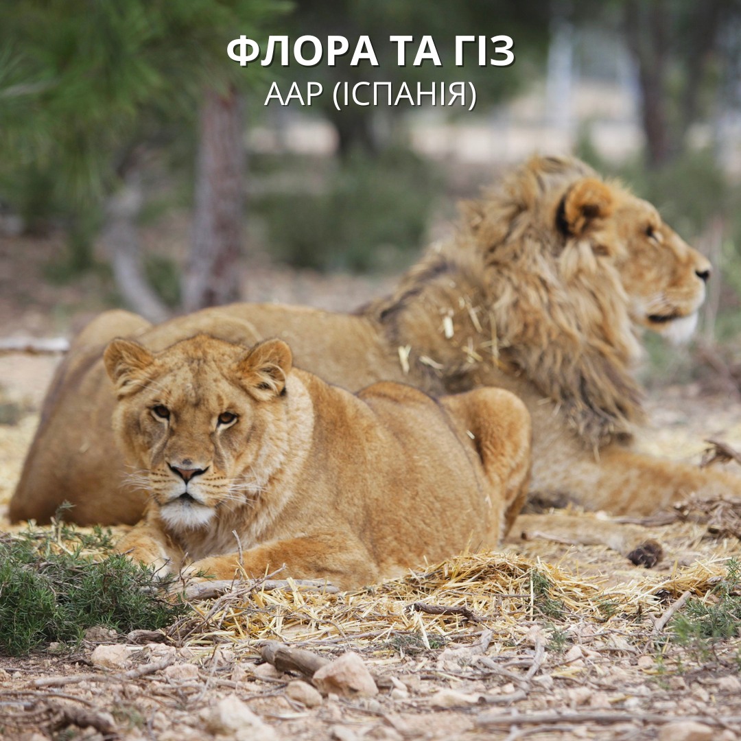Флора та Гіз